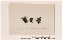 藏品(卷梢雪花衣)的圖片